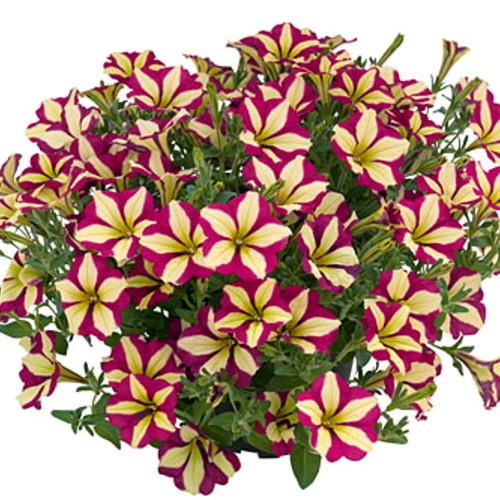 Petunia atkinsiana 'Purple Wheel' - Petuunia 'Purple Wheel' P9/0,55L